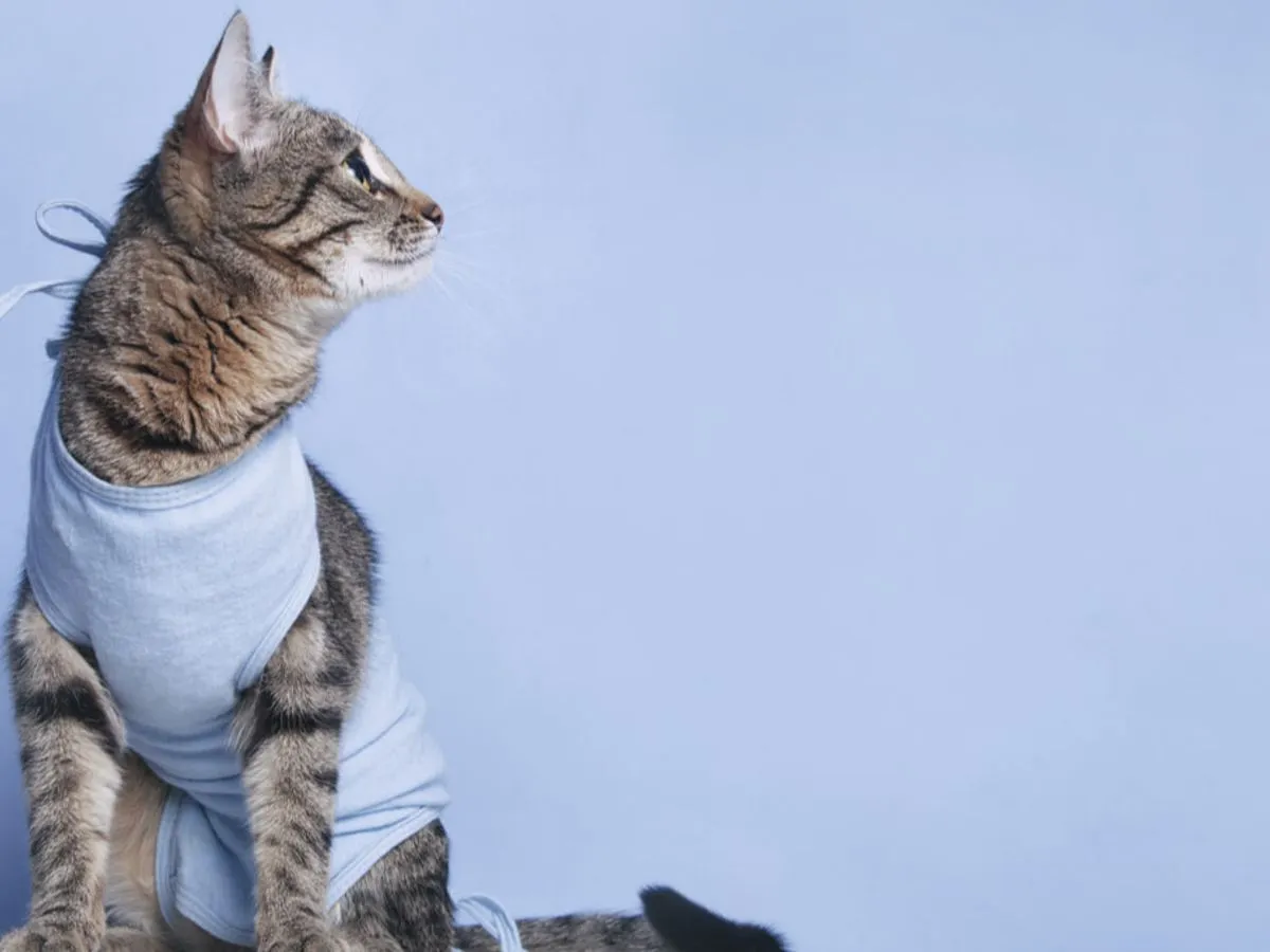 Kotka w ubranku pooperacyjnym