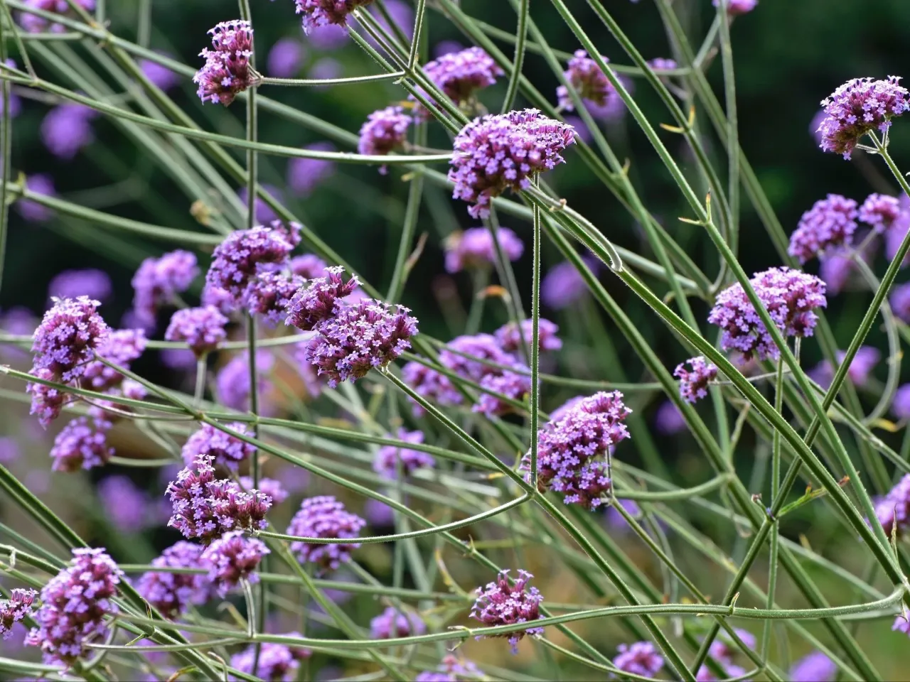 Werbena w pełni kwitnienia