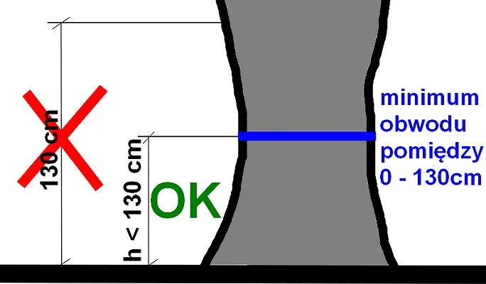 jak prawidłowo zmierzyć obwód pnia drzewa na 5 cm