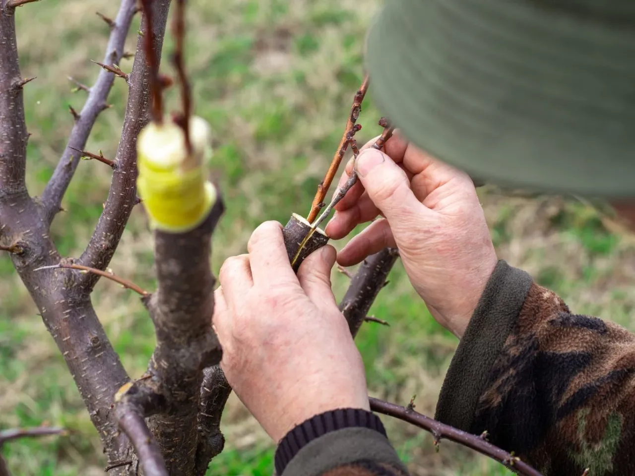Ręce ogrodnika wykonują szczepienie gruszy, łącząc dwie gałązki.