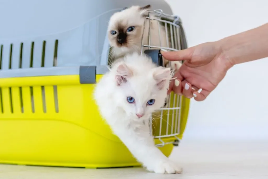 Kot adoptowany ze schroniska, szczęśliwy w nowym domu