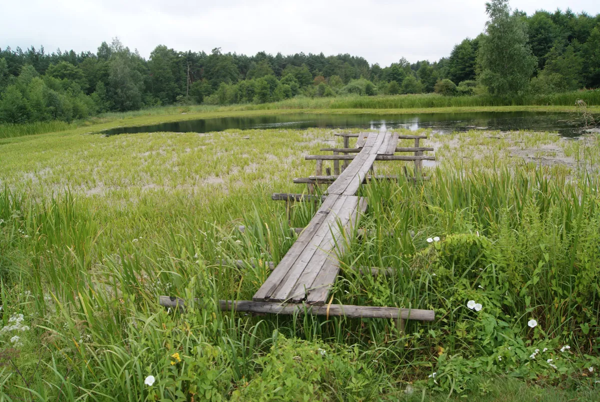 Drewniany pomost prowadzi przez zarośla nad wodę w rezerwacie przyrody Piskory.