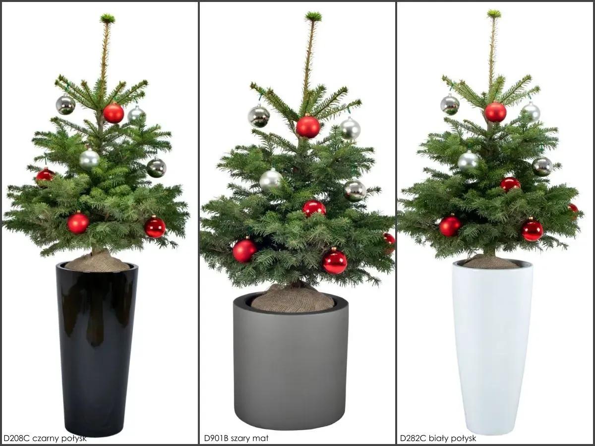 Mapa punkt&oacute;w sprzedaży choinek w doniczce