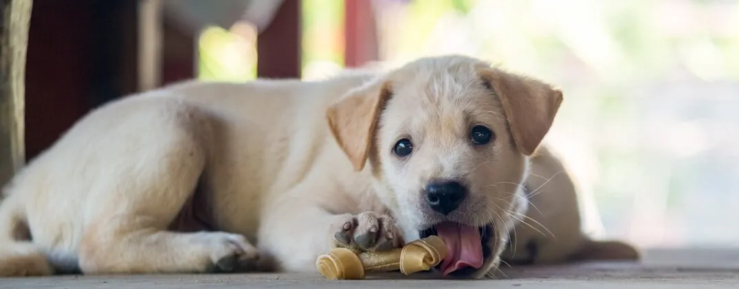 tresura szczeniaka smakołyki