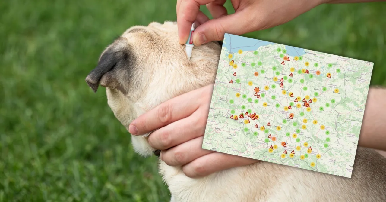 Mapa występowania kleszczy w Polsce