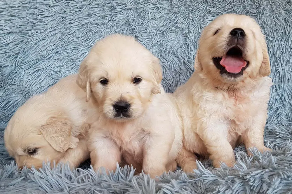 Zdjęcie Ile kosztuje golden retriever z hodowli? Poznaj ukryte koszty i różnice