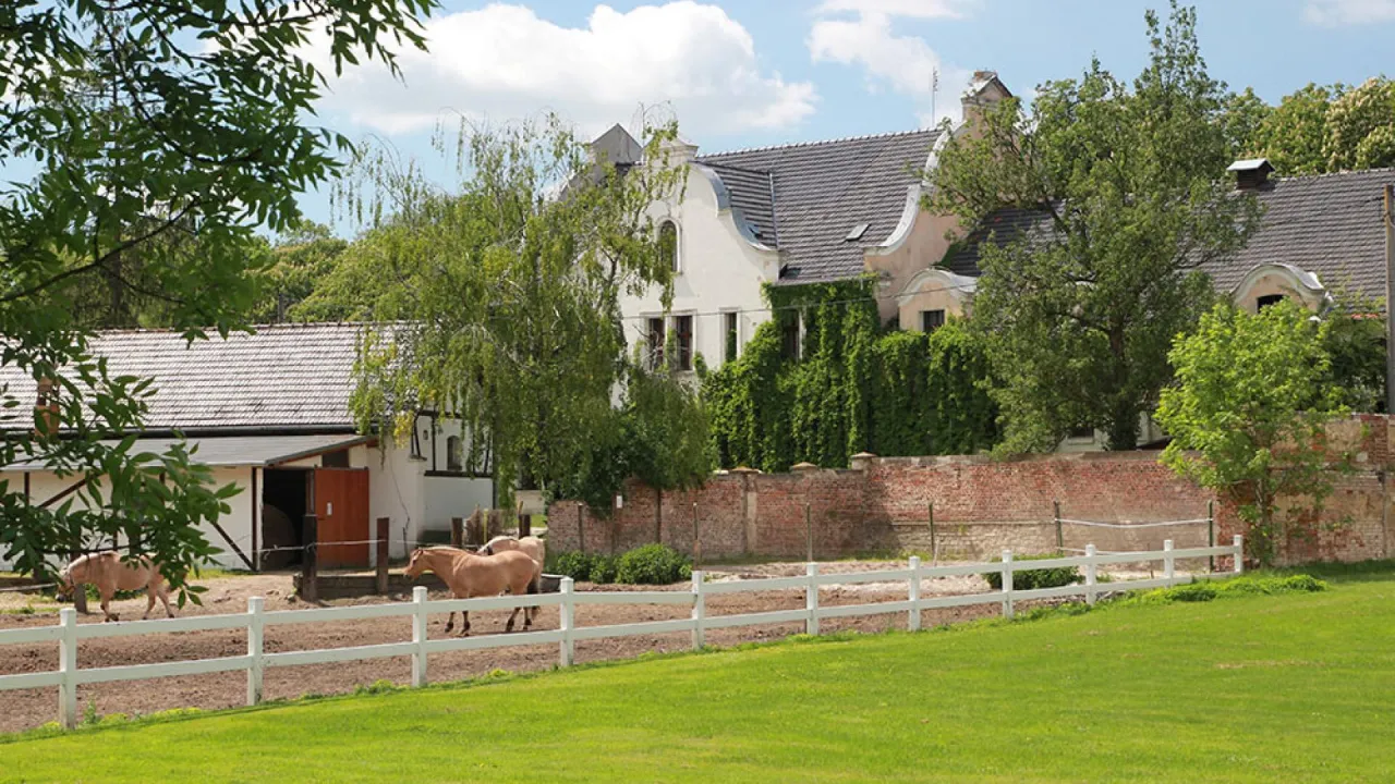 Stadnina Koni Moszna zamek i konie