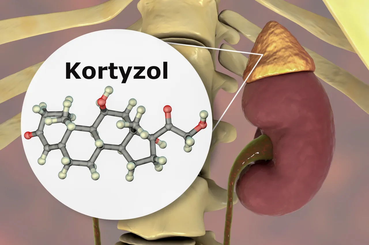 Kortyzol i jego wpływ na organizm