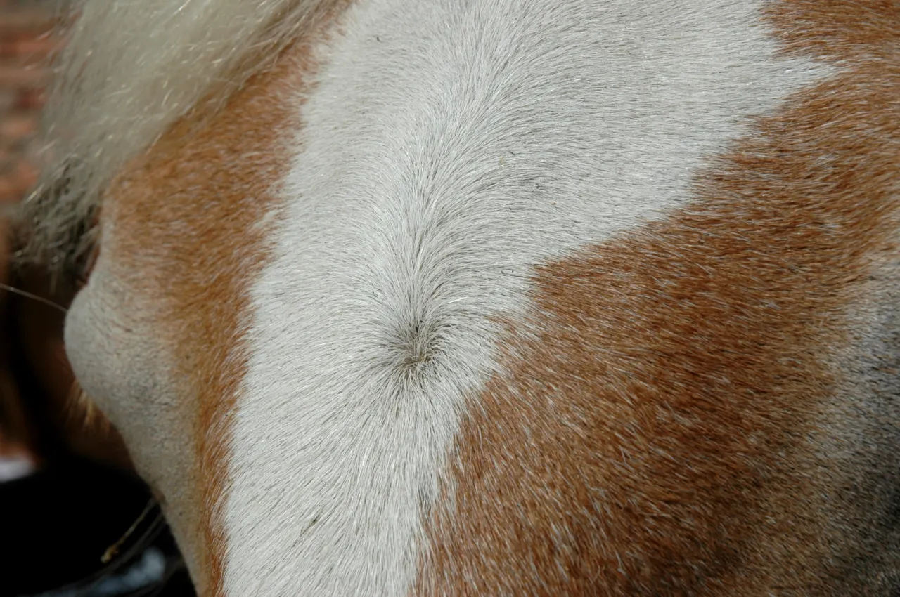 Biała plama na czole konia, otoczona brązową sierścią, tworzy charakterystyczny wzór.