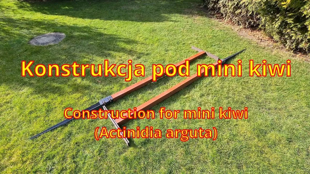 podpory dla mini kiwi pergola