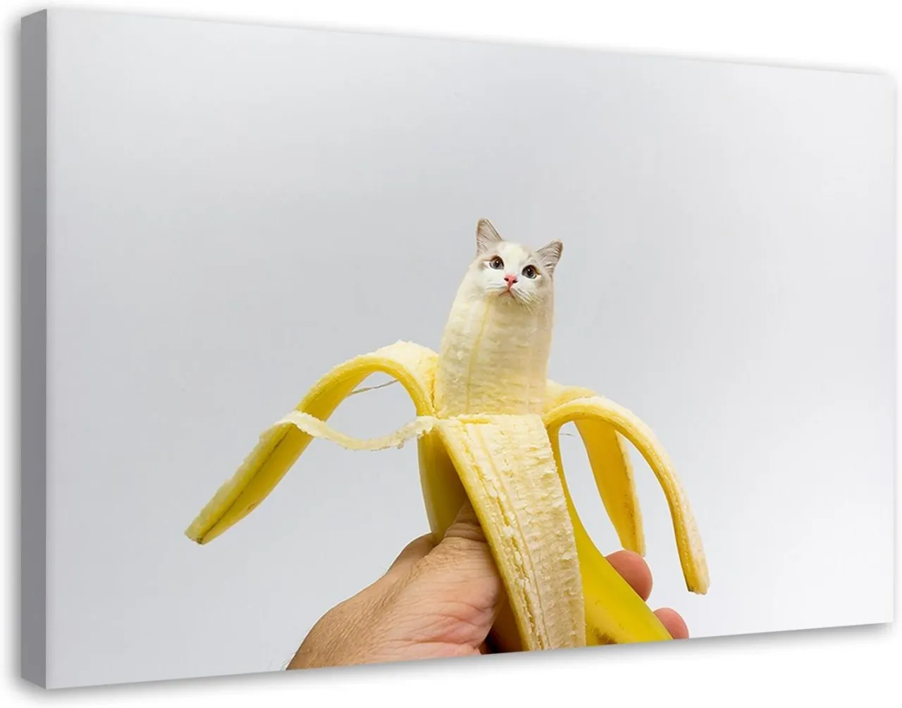 kot z ciekawością patrzący na banana trzymanego przez człowieka