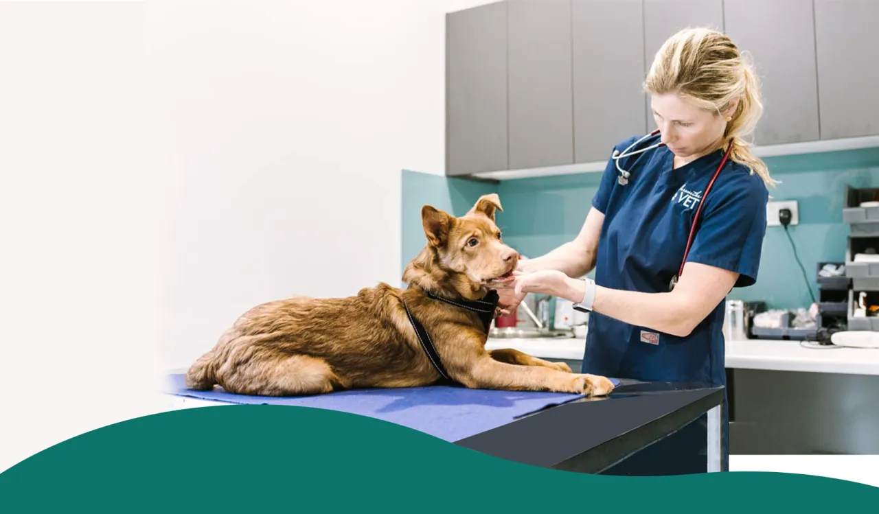 cennik obcinania pazur&oacute;w psa weterynarz