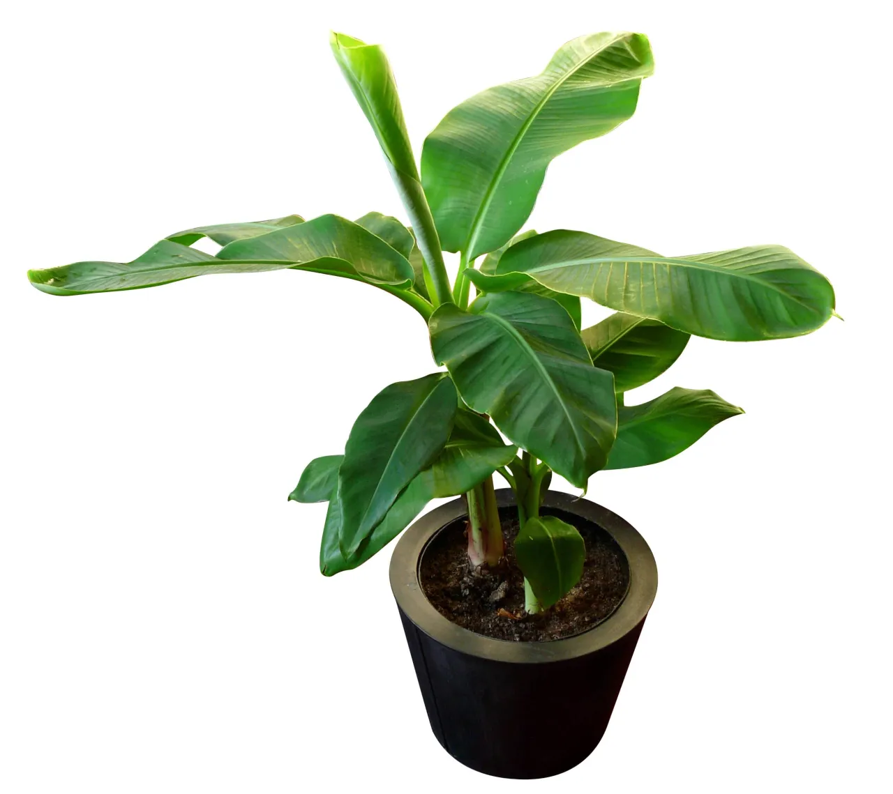 bananowiec w doniczce stanowisko słoneczne