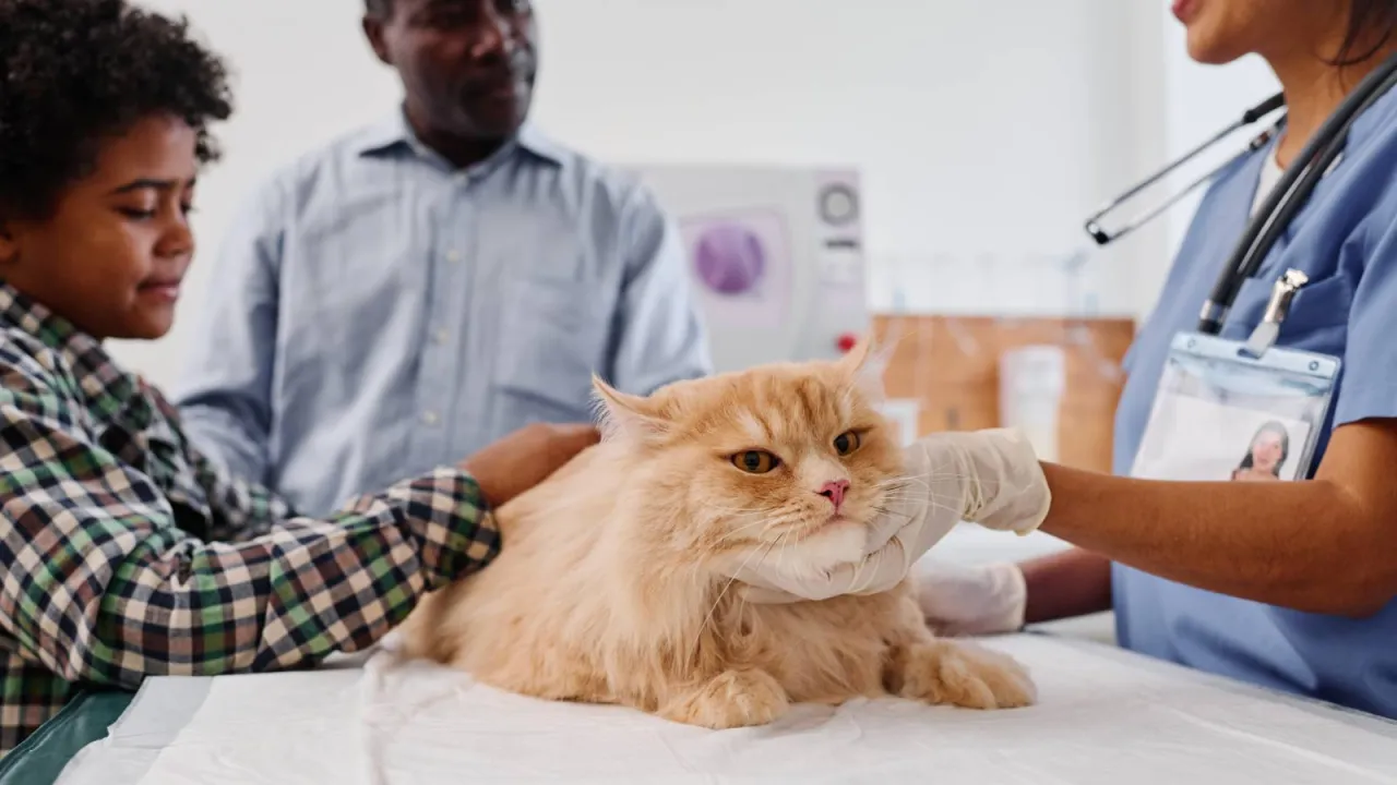 Chwila kiedy z kotem do weterynarza. Opiekunowie uspokajają futrzaka podczas badania.