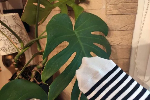 czyszczenie liści monstery wilgotną szmatką