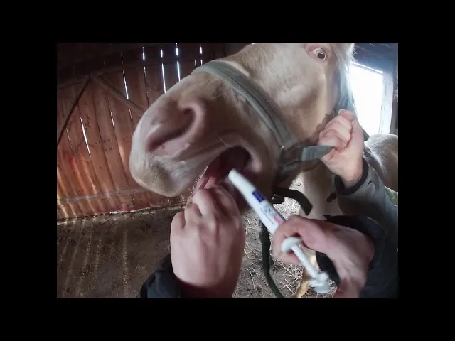 Koń przyjmujący pastę odrobaczającą