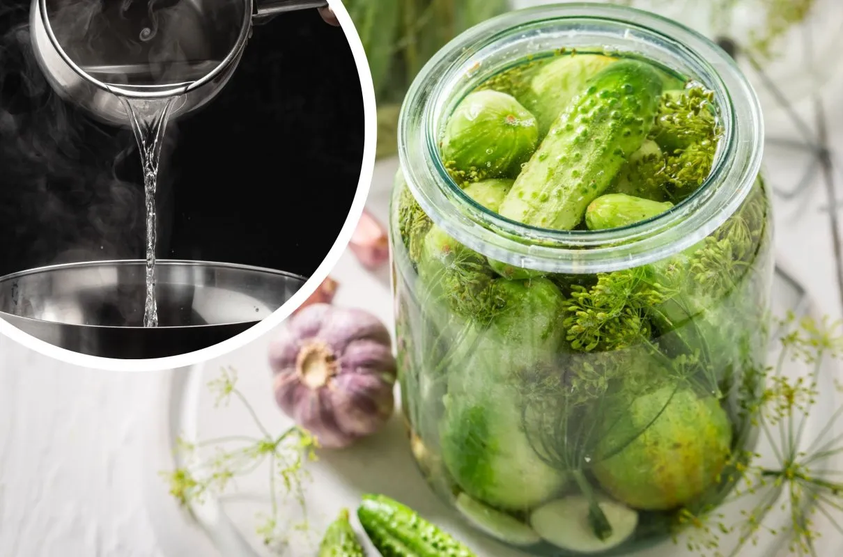 Porównanie ogórków kiszonych zalanych gorącą i zimną solanką