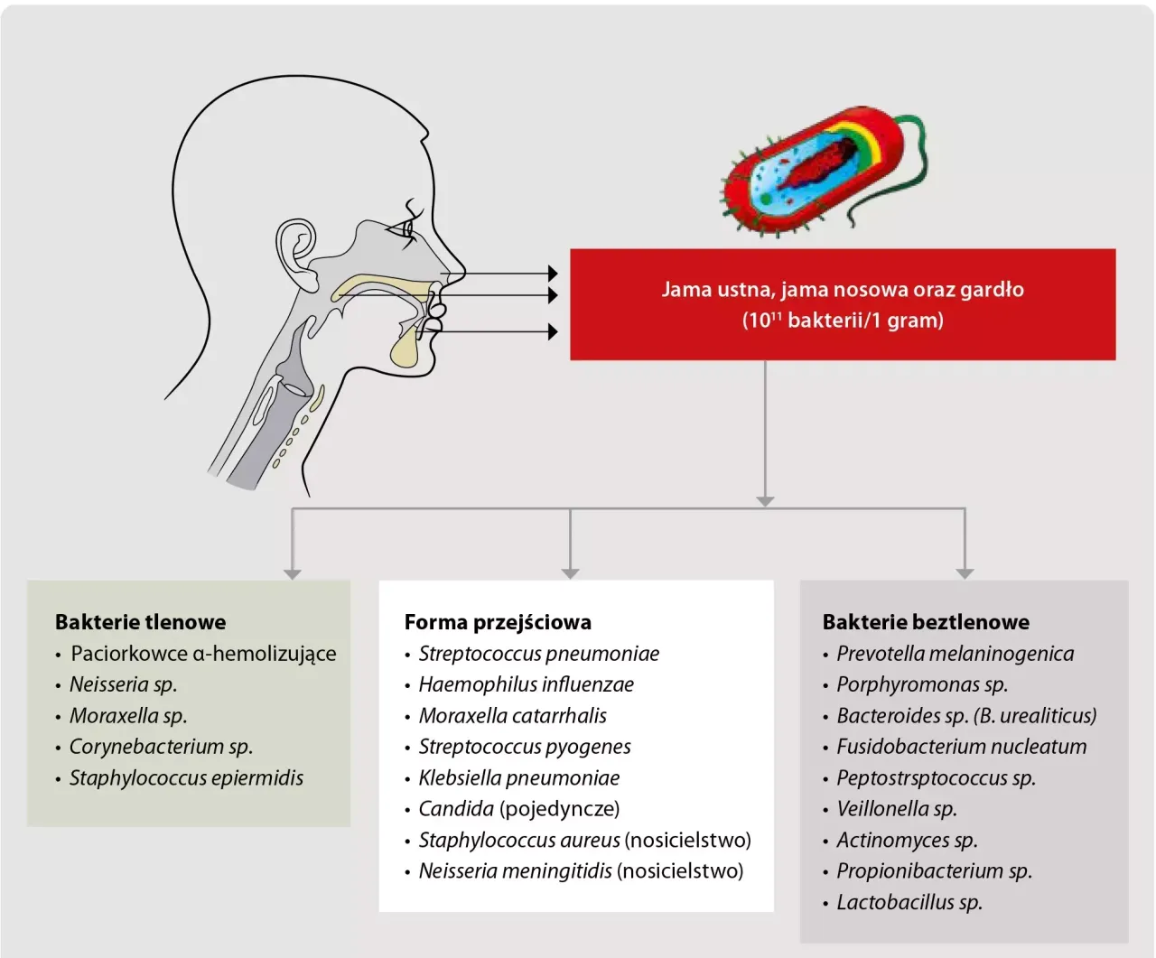 Najczęściej stosowane antybiotyki w stomatologii, amoksycylina klindamycyna metronidazol