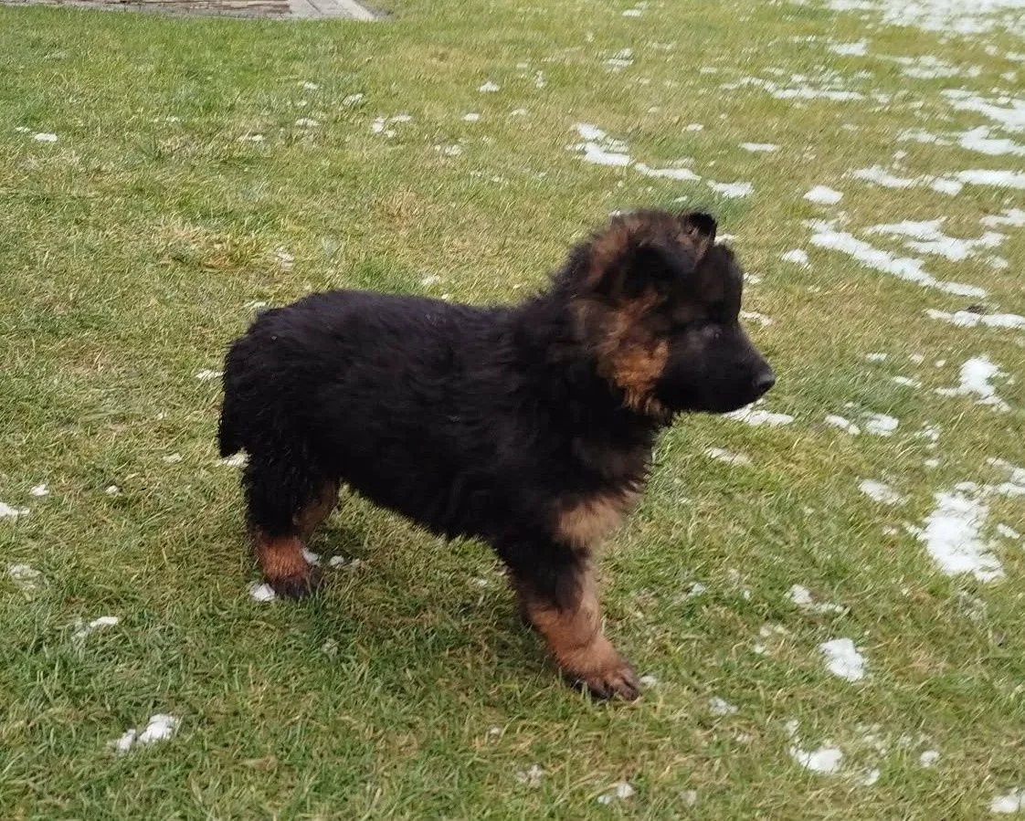 owczarek niemiecki szczeniak rodowodowy