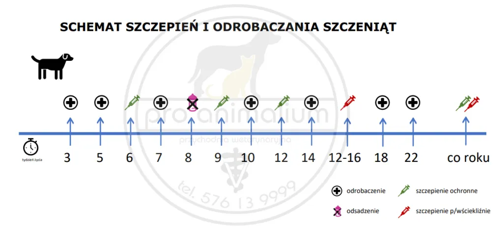 harmonogram odrobaczania szczeniaka infografika