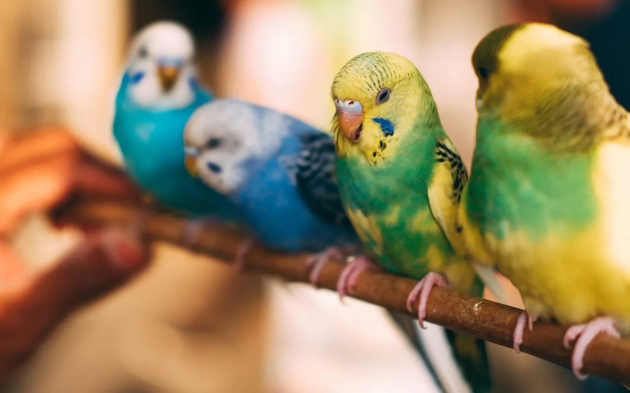 Papużka falista jedząca warzywa