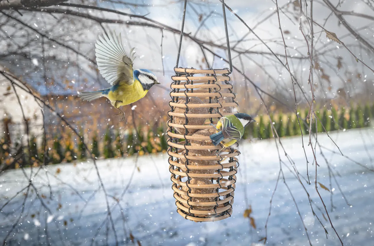 bezpieczne karmniki na kule tłuszczowe dla ptaków