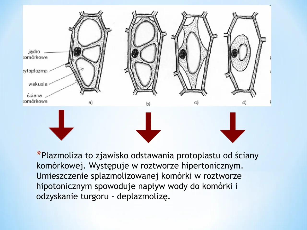 plazmoliza kom&oacute;rki roślinnej schemat