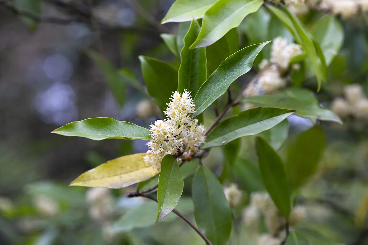 kwiaty laurowiśni wschodniej zbliżenie