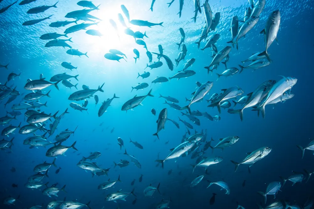 bezpieczne ryby dla psa grafika