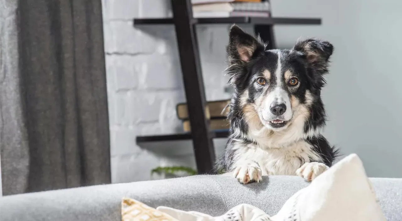 narzędzia do pielęgnacji sierści Border Collie
