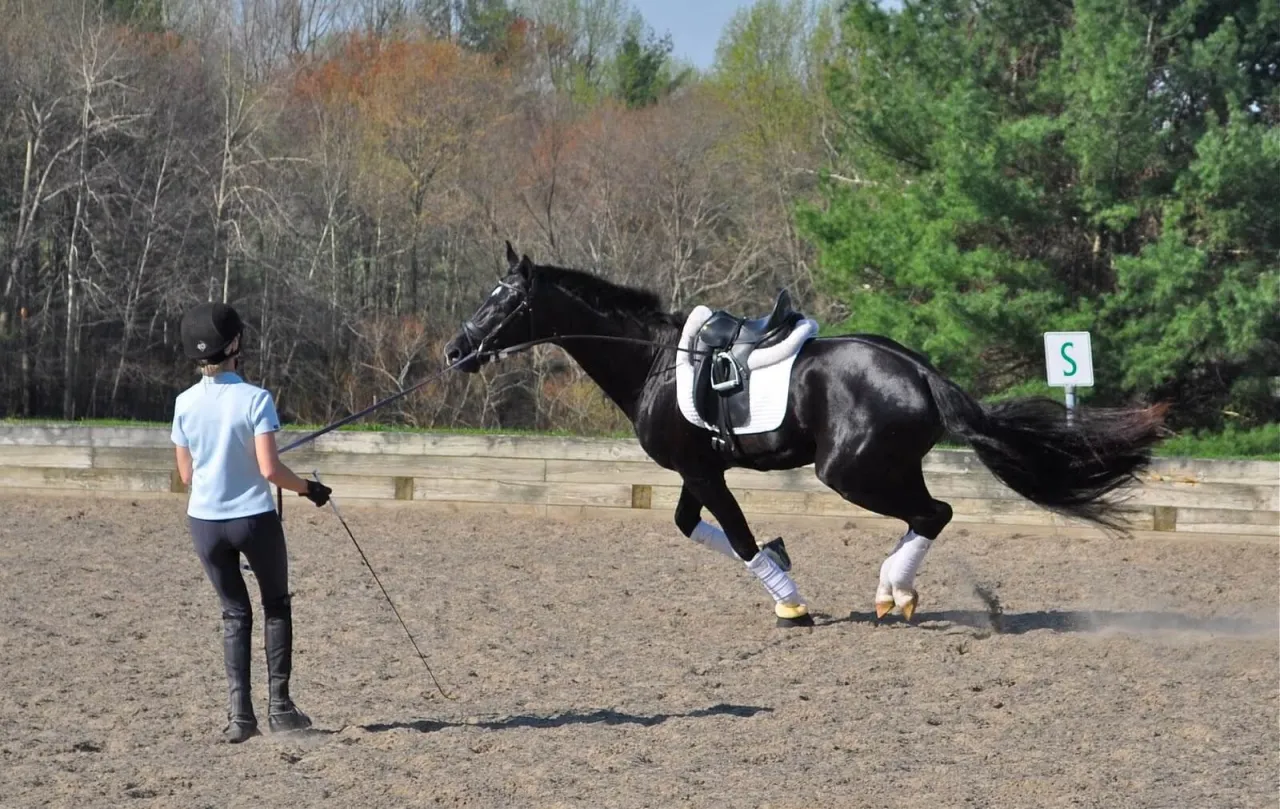 Błędy w lonżowaniu konia