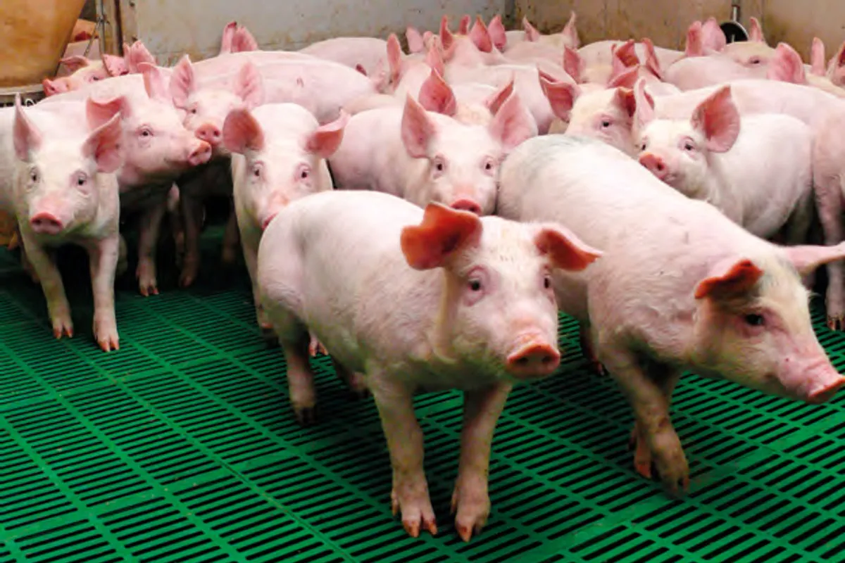 Stado różowych prosiaków na zielonej kratce. Zastanawiasz się, czym karmić świnie? Te młode zwierzęta potrzebują zbilansowanej diety.