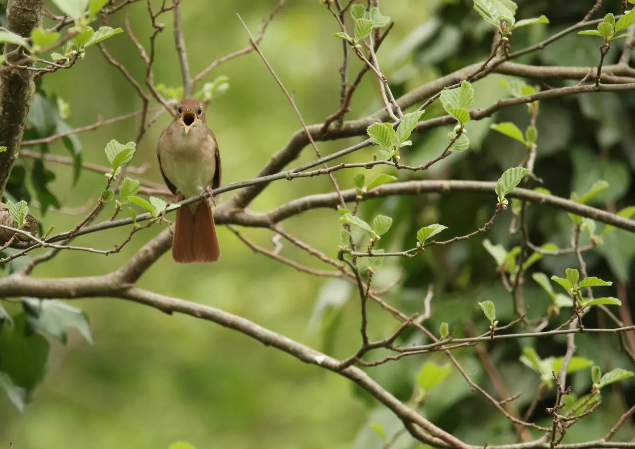 r&oacute;żne gatunki ptak&oacute;w śpiewających o świcie w Polsce