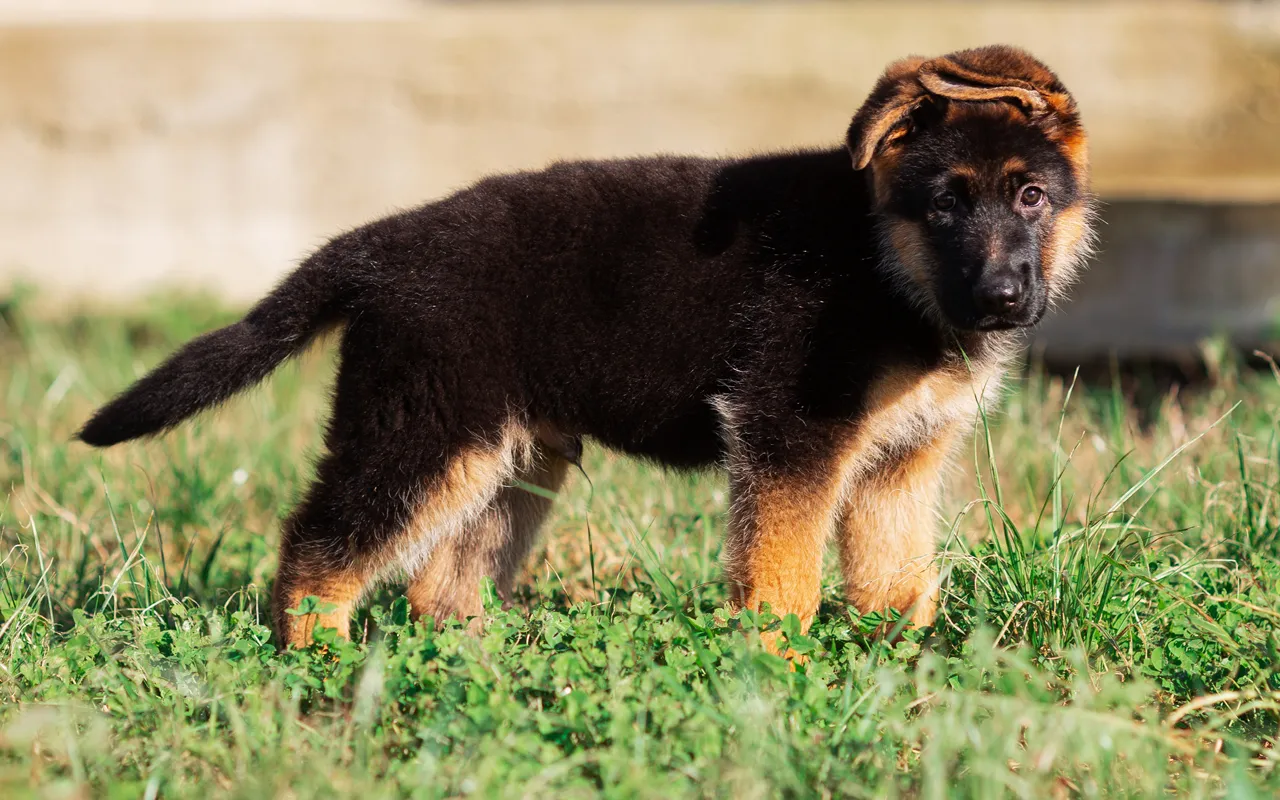 Uroczy szczeniak owczarka niemieckiego na trawie. Dowiedz się, jak postępować ze szczeniakiem owczarka niemieckiego, aby zapewnić mu szczęśliwy start.