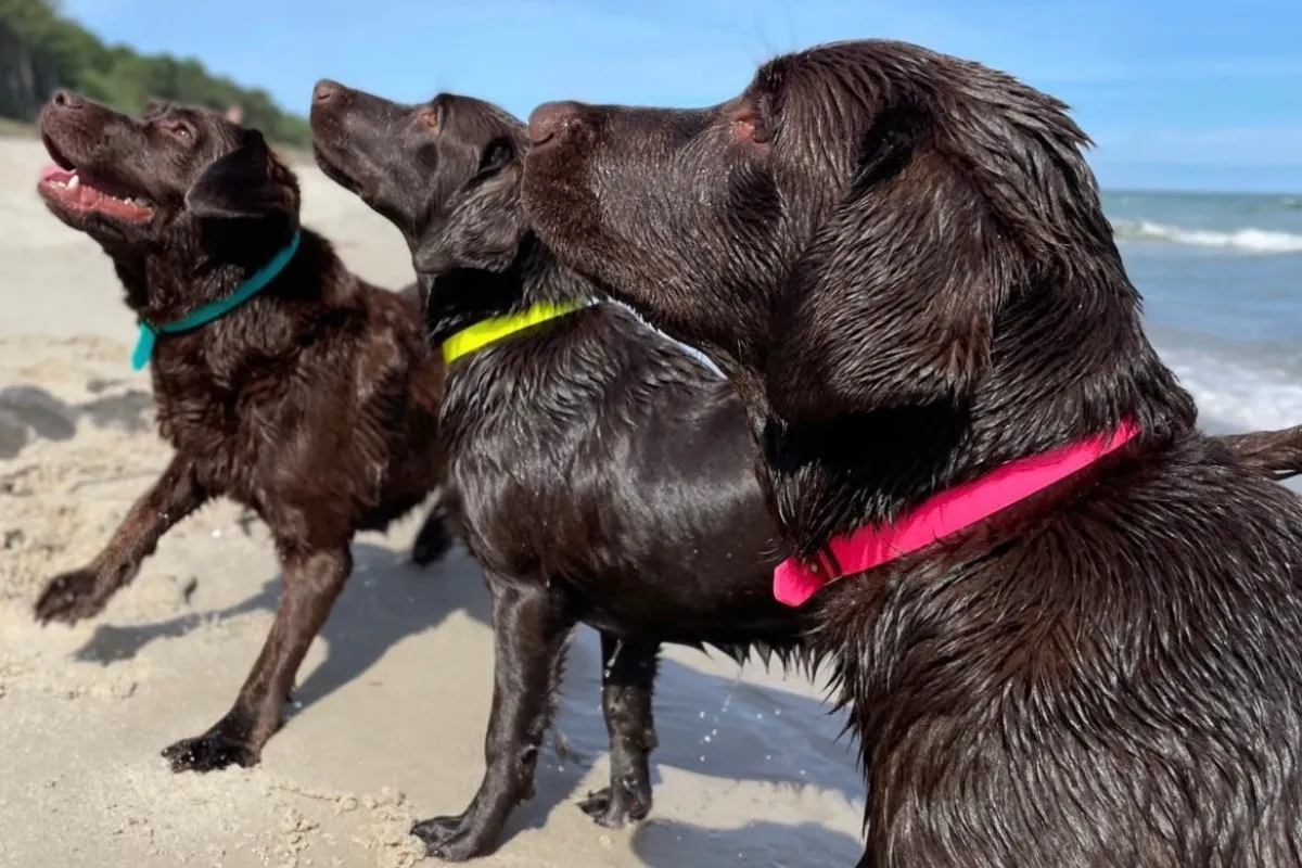 akcesoria dla szczeniaka labradora