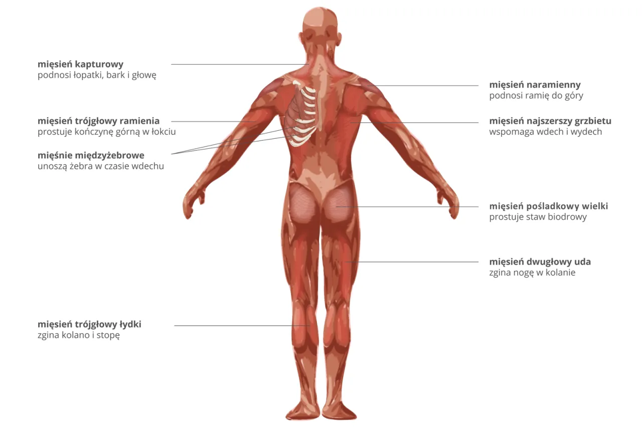 anatomia mięśni łydki