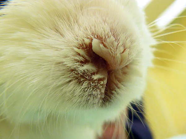 chory kr&oacute;lik objawy katar, kr&oacute;lik z wydzieliną z nosa