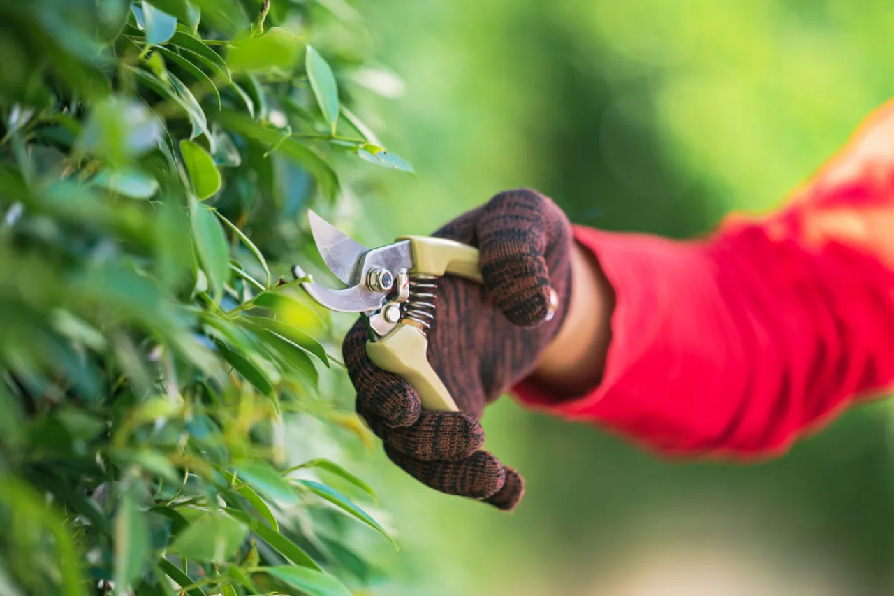 kalendarz przycinania roślin ogrodowych