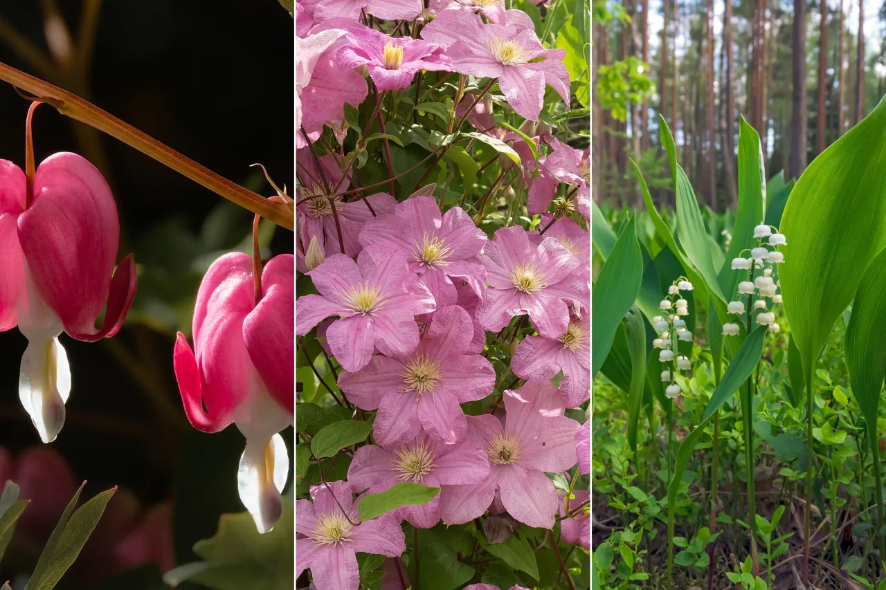 Trujące rośliny w ogrodzie, niebezpieczne kwiaty krzewy