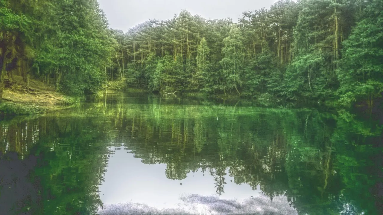 Spokojna tafla wody w rezerwacie przyrody Dolina Żabnika odbija gęsty, zielony las.