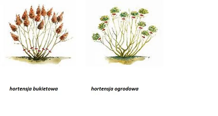 Cięcie hortensji ogrodowej schemat