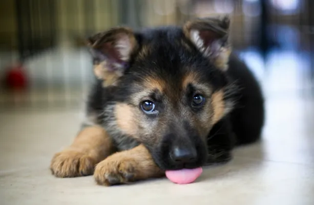 Harmonogram karmienia szczeniaka owczarka niemieckiego