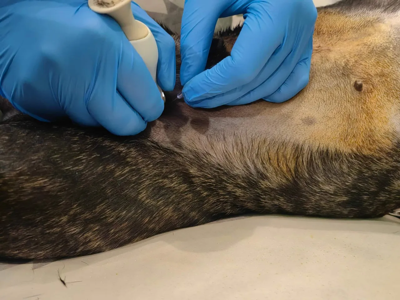 biopsja cienkoigłowa u psa