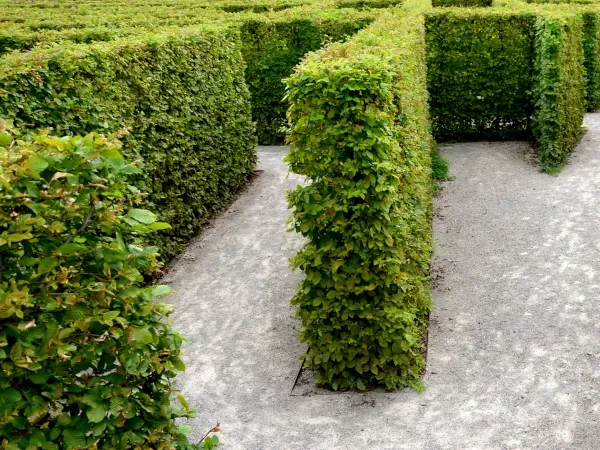 gęsty żywopłot liściasty grab buk