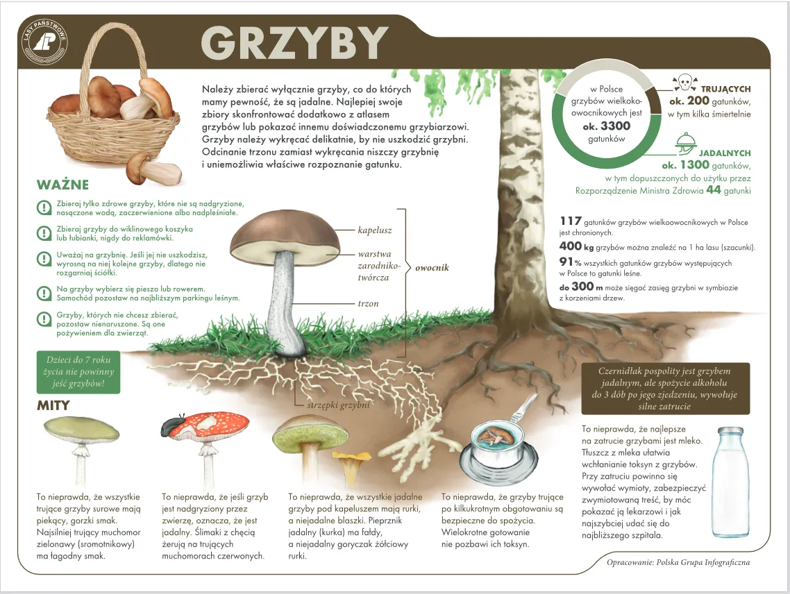 Kalendarz grzybiarza w Polsce gatunki grzybów miesiące