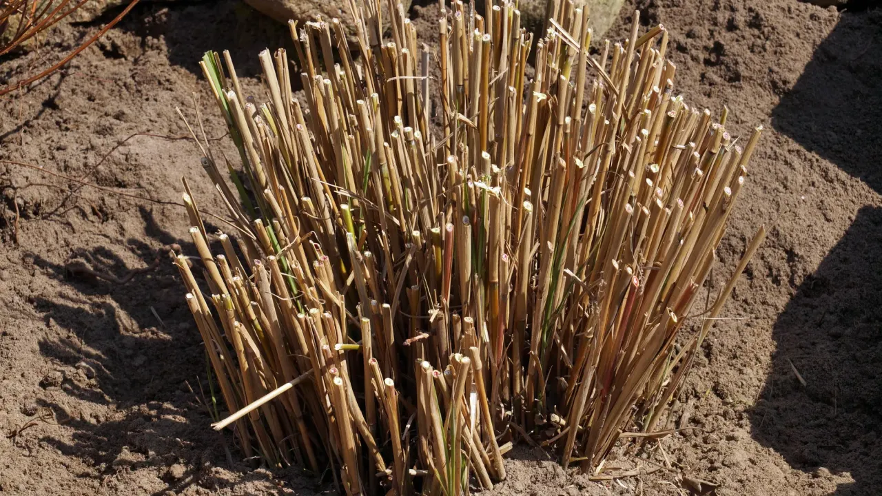 kalendarz przycinania traw ozdobnych wiosna