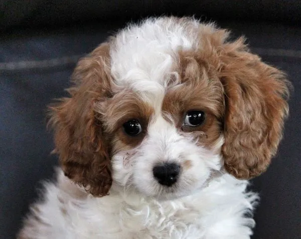 r&oacute;żne rasy ps&oacute;w przy miskach z karmą