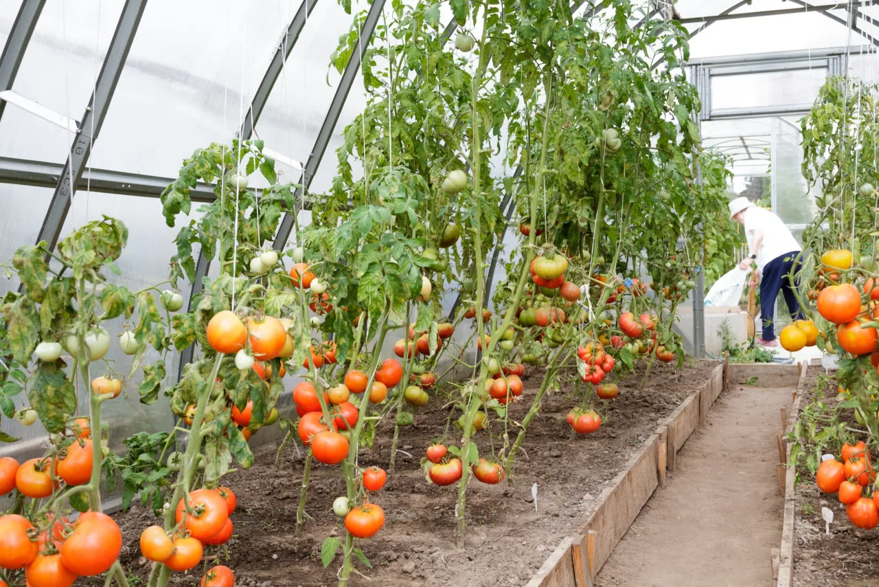 r&oacute;żne podpory do pomidor&oacute;w w doniczkach
