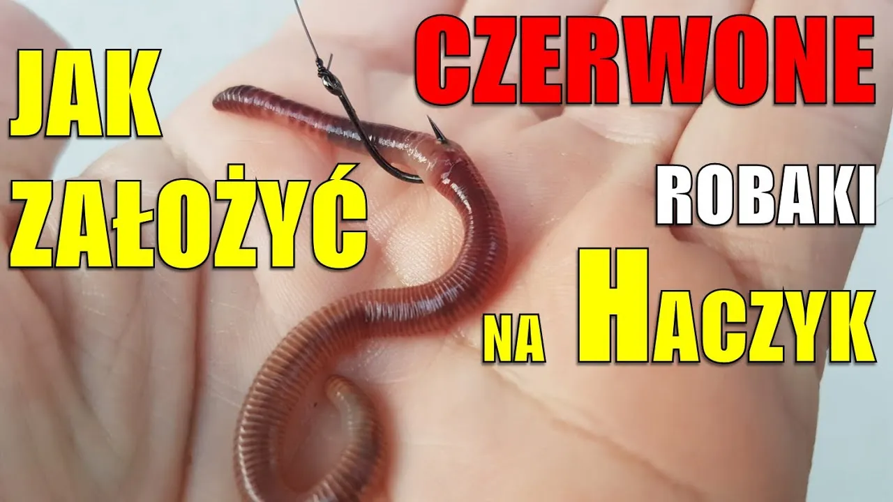 jak założyć dżdżownicę na haczyk chorągiewka instrukcja