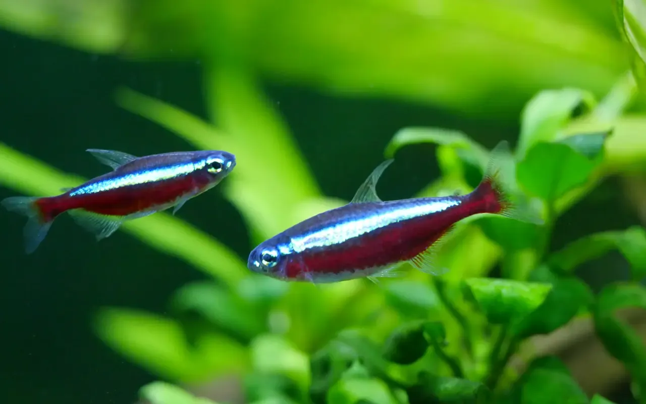 Termometr akwarystyczny w akwarium